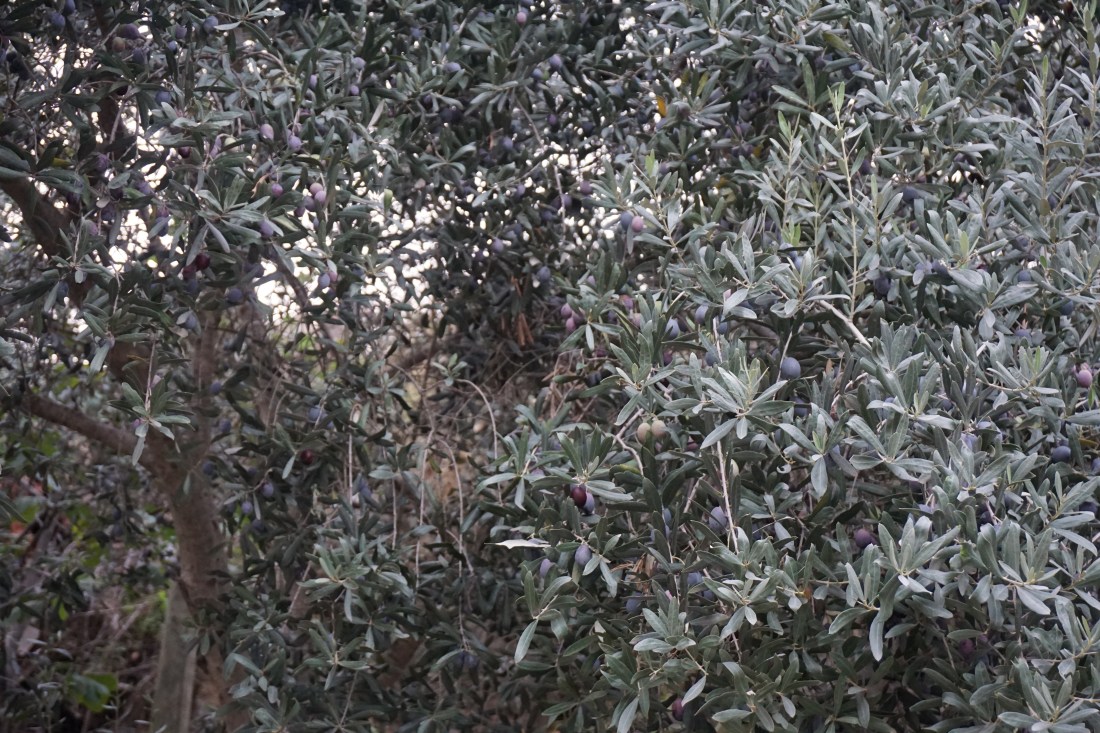 DSC07293